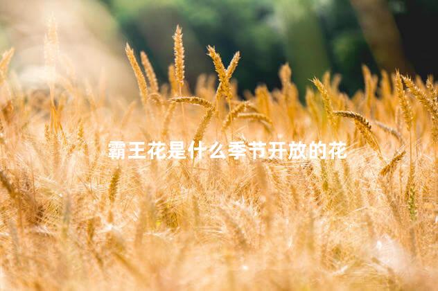 霸王花是什么季节开放的花