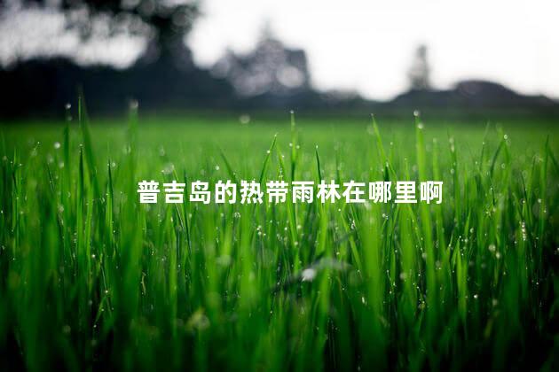 普吉岛的热带雨林在哪里啊