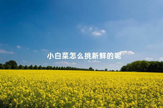 小白菜怎么挑新鲜的呢