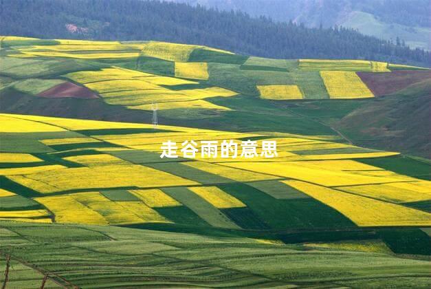 走谷雨的意思