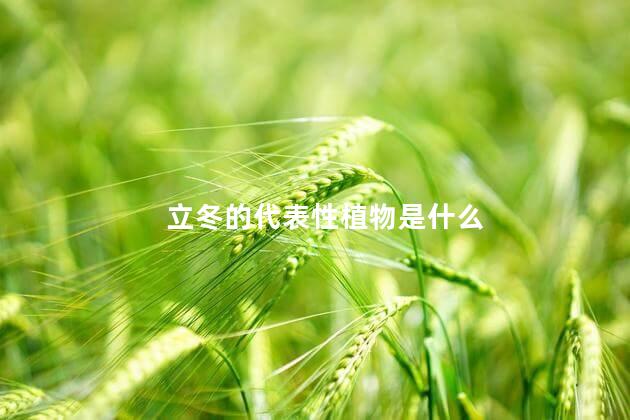 立冬的代表性植物是什么