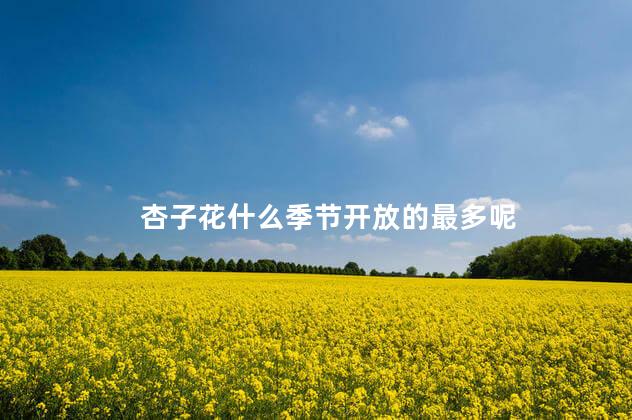 杏子花什么季节开放的最多呢