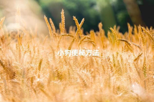 小狗便秘方法