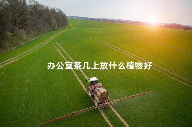 办公室茶几上放什么植物好