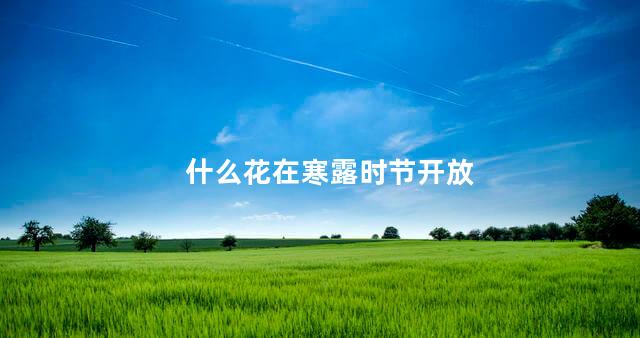 什么花在寒露时节开放