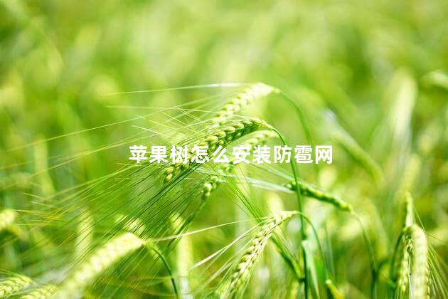 苹果树怎么安装防雹网