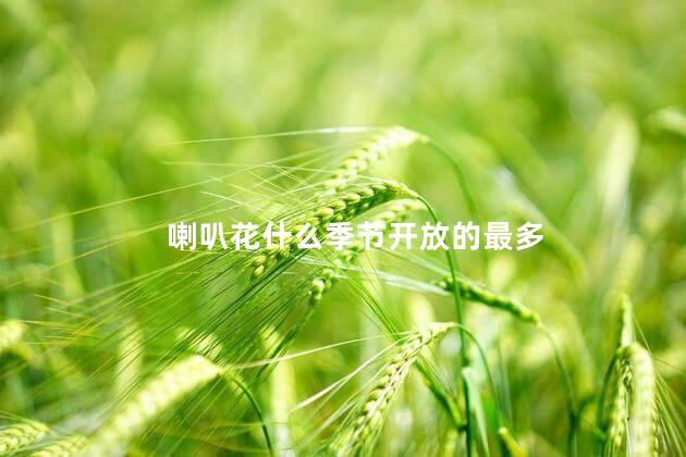 喇叭花什么季节开放的最多